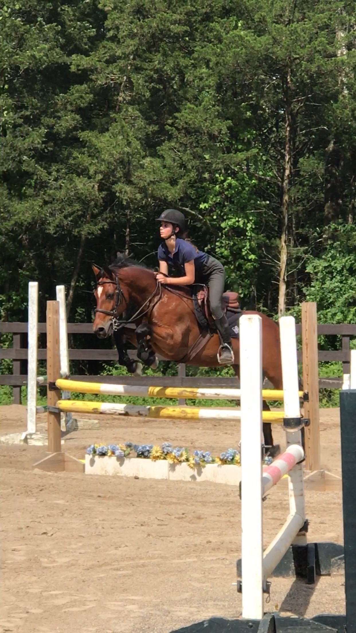 Connemara Pony by Greystone's Adirondack A'Herne